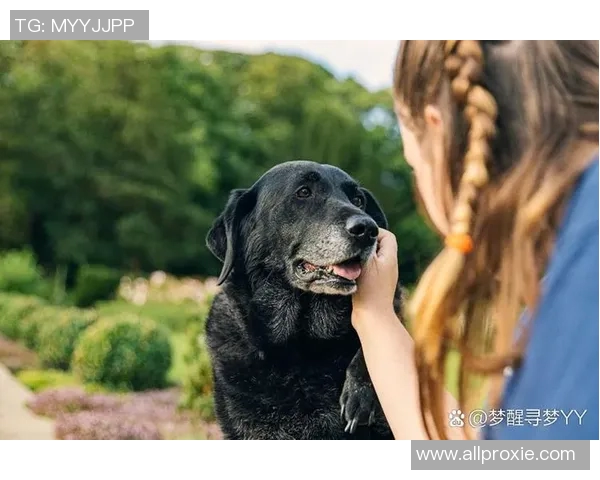 足球明星与爱犬的生活揭秘:他们如何选择和照顾自己的狗狗